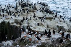 Puffins at the Farne Island