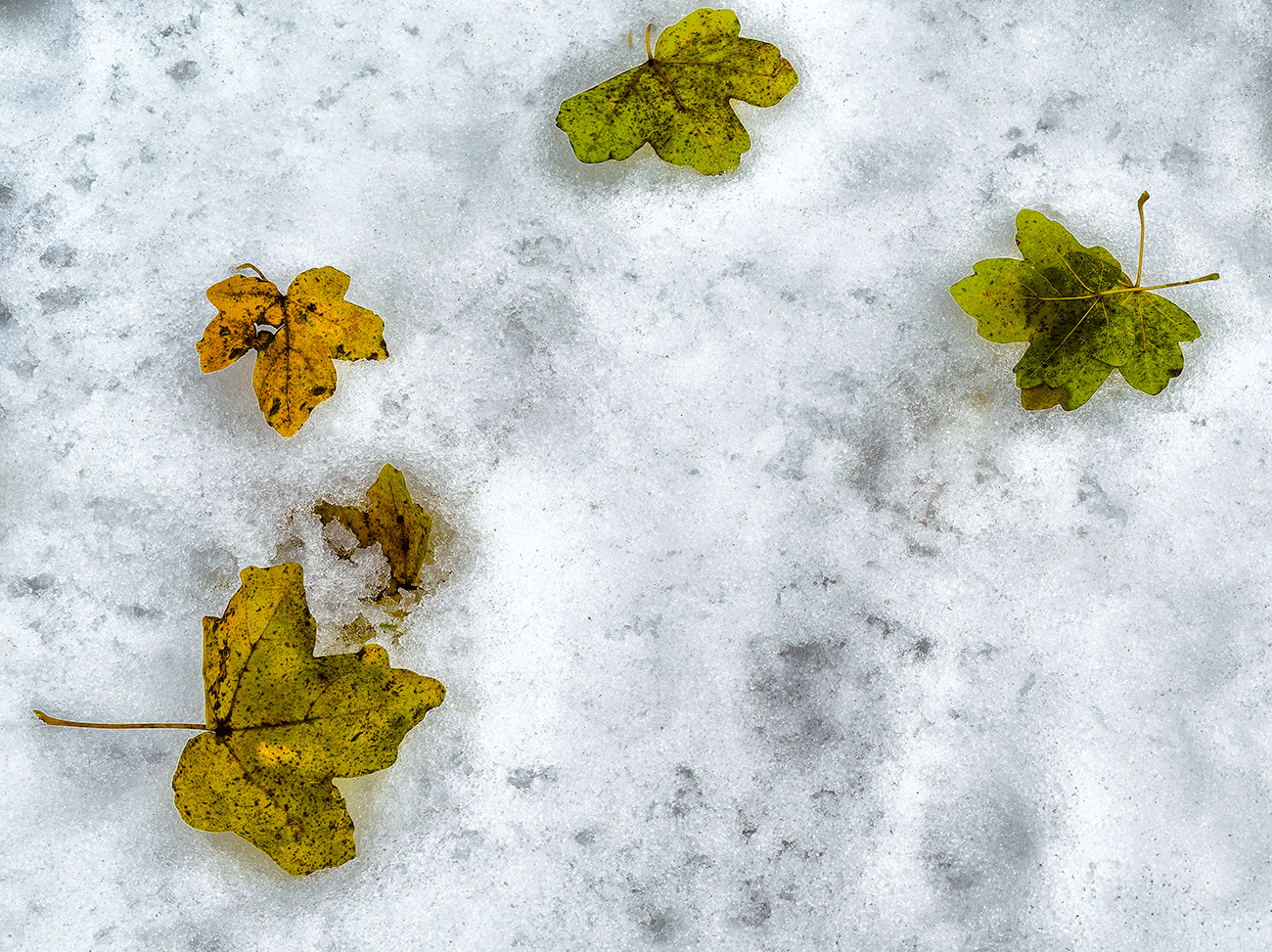 Leaves on the Snow