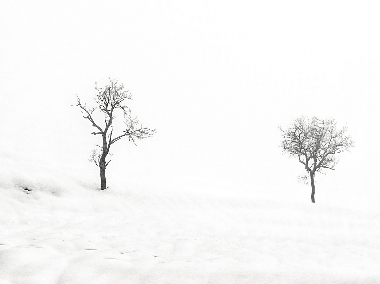 Trees in the Snow and Fog