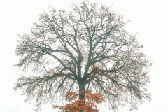 Winter Tree and Fog (Film)