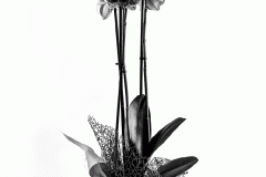 Orchid (4x5 Film)