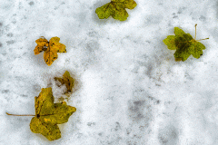 Leaves on the Snow