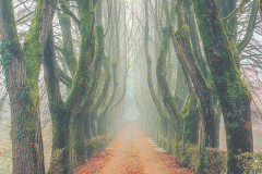 Corridor Trees and Fog (Film)