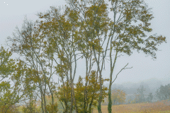 Trees in a Foggy Day