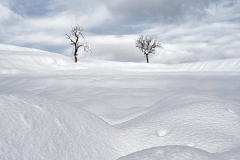 Trees in the Snow