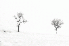 Trees in the Snow and Fog