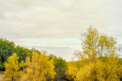 Yellow Trees (Film)