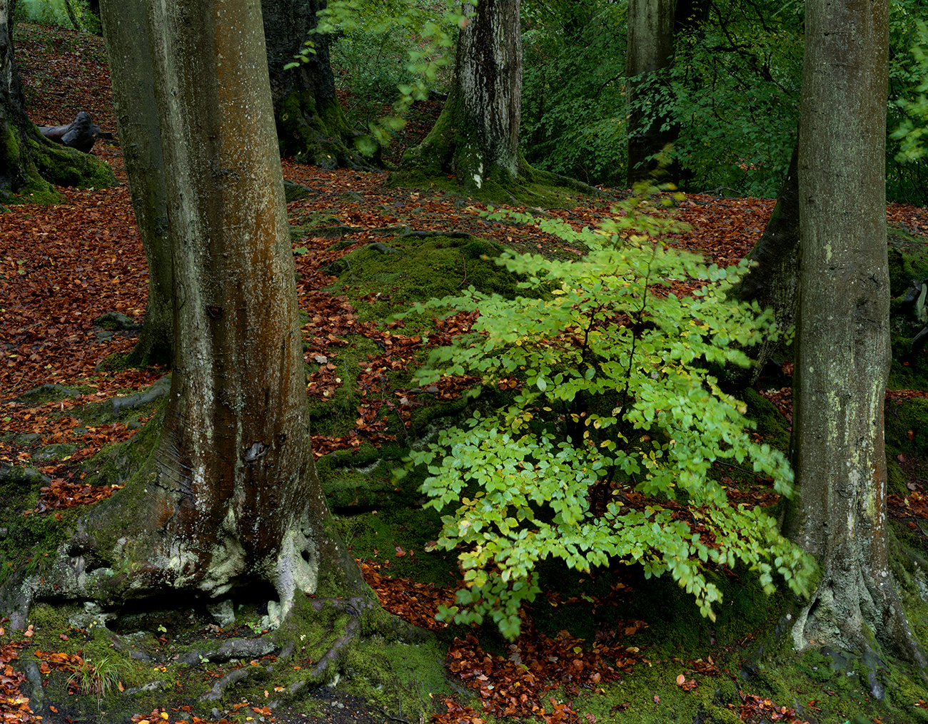 Yorkshire Woodland