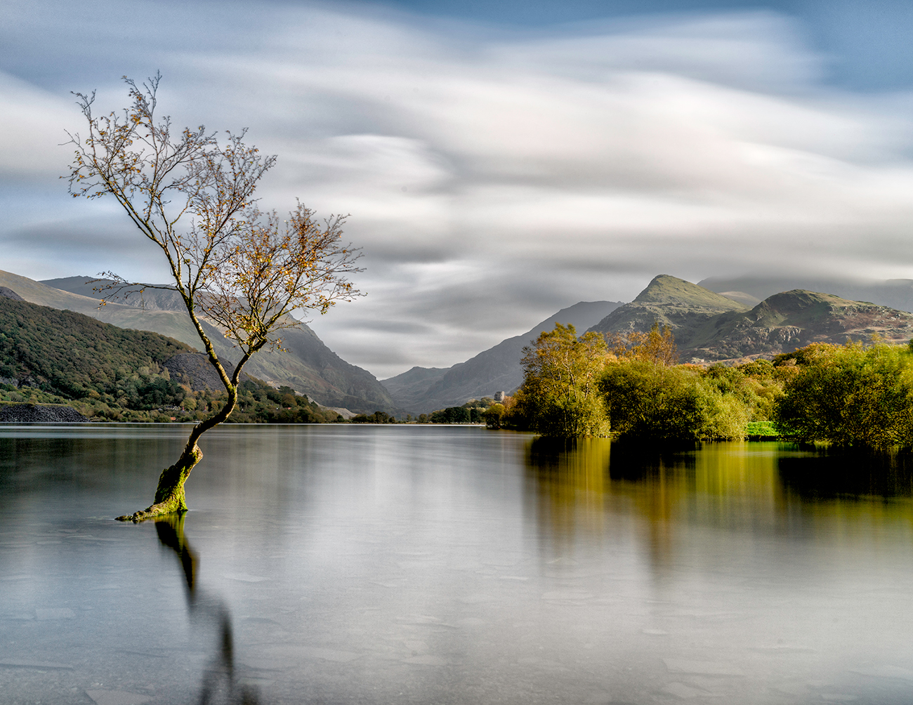 Solitary tree