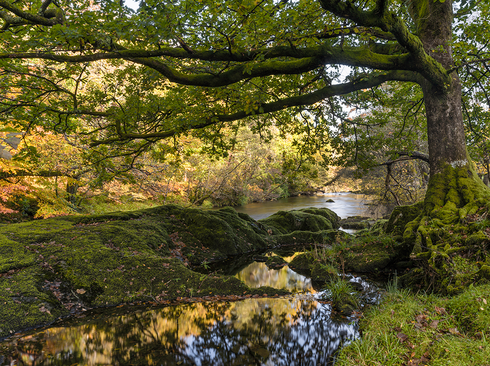 Autumn Forest