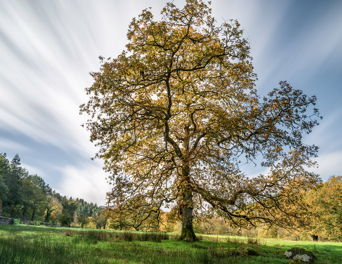 Yellow Tree