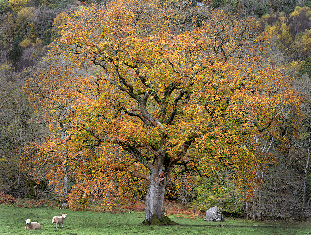 Tree and Sheep