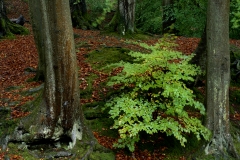 Yorkshire Woodland