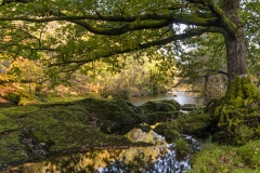 Autumn Forest