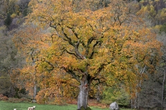 Tree and Sheep