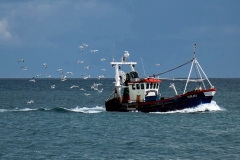 Seagulls and Boat