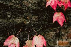 Leaves on the Wall (Film)