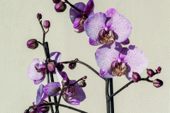 Orchid (Film)