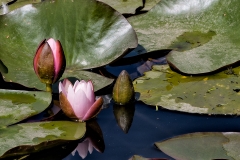 Waterlily Flowers